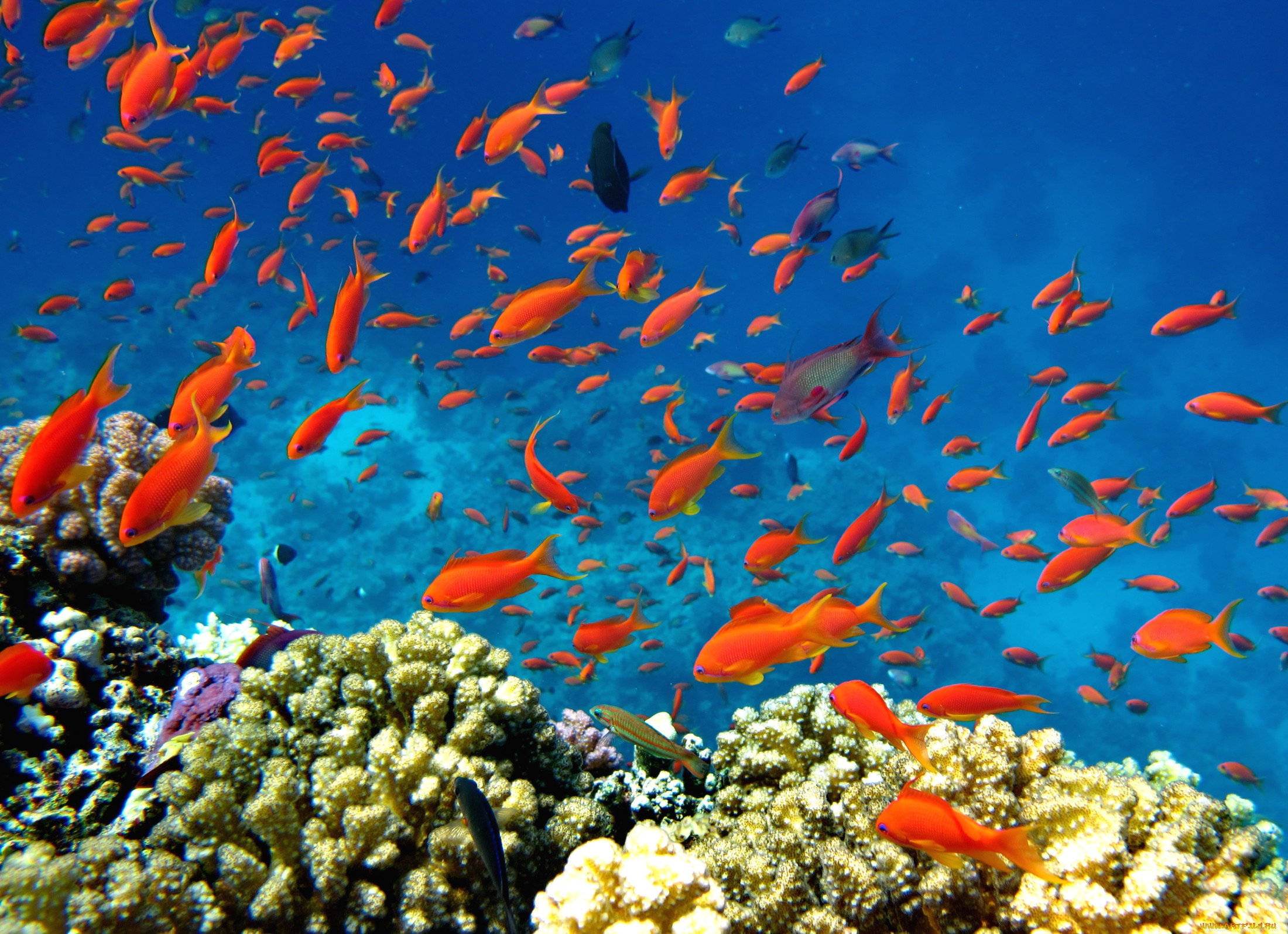 Рыбка коралловых рифов. Подводный мир Египта Шарм-Эль-Шейх. Рыбки Египта коралловый риф. Золотой риф Шарм-Эль-Шейх. Рифовые рыбы красного моря.